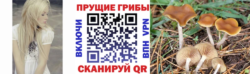 Псилоцибиновые грибы Psilocybe  что такое   Одинцово 